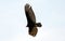 Flying turkey vulture looking for prey, scavenger avian in the skies of Costa Rica