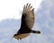 Flying turkey vulture looking for prey, scavenger avian in the skies of Costa Rica