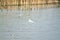 Flying from two white seagull background soft focus fly