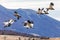 Flying upland geese in Patagonia