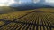 Flying upward over green vineyard in autumn. Mountains on Background. Harvest Period. Aerial View