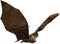 Flying Vampire Bat, Halloween, Isolated, Wildlife