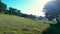 Flying through verdant landscape with tree silhouette