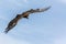 Flying vulture