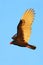Flying vulture with blue sky, evening sun. Turkey vulture, Cathartes aura, ugly black bird with red head, on the sky, Florida, USA