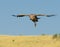 Flying vulture, masai mara, kenya