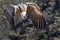 Flying vulture, Palmitos Park, Gran Canaria