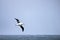 Flying Wandering Albatross, Snowy Albatross, White-Winged Albatross or Goonie, diomedea exulans, Antarctica