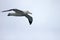 Flying Wandering Albatross, Snowy Albatross, White-Winged Albatross or Goonie, diomedea exulans, Antarctica