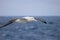 Flying Wandering Albatross, Snowy Albatross, White-Winged Albatross or Goonie, diomedea exulans, Antarctica