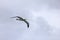 Flying Wandering Albatross, Snowy Albatross, White-Winged Albatross or Goonie, diomedea exulans, Antarctica