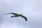 Flying Wandering Albatross, Snowy Albatross, White-Winged Albatross or Goonie, diomedea exulans, Antarctica