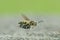 flying wasp carrying flies for prey with blurry background