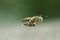 flying wasps bring flies to serve as prey with a blurry background