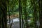 Flying Waterfall in Bamboo Forest of Bamboo Sea Area in