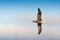 Flying waved albatross Galapagos Islands