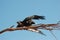 Flying Wedge-tailed eagle