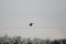 Flying Western Marsh-harrier  bird under a gloomy sky