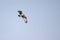 Flying Western Osprey