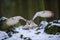 Flying western siberian eagle owl in the forest