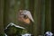 Flying western siberian eagle owl in the forest with beautiful wing composition