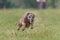 Flying whippet in the field on lure coursing competition