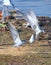 Flying Whiskered Terns at Randarda Lake, Rajkot