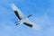 Flying White bird Red-crowned crane, Grus japonensis, with open wing, blue sky with white clouds in background, Hokkaido, Japan