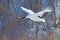 Flying White bird Red-crowned crane, Grus japonensis, with open wing, with snow storm, forest habitat in the background