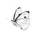 Flying white cabbage butterfly illustartion