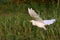 Flying White Crane, Soaring and green plants background