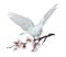 Flying white dove with blossoming cherry tree branch