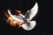 Flying White Dove with Fiery Glow on a Dark Background, Embodying Peace and the Gifts of the Holy Spirit. created with Generative