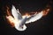 Flying White Dove with Fiery Glow on a Dark Background, Embodying Peace and the Gifts of the Holy Spirit. created with Generative