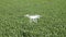 Flying white quadrocopters over a field of wheat