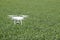 Flying white quadrocopters over a field of wheat