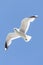 Flying white seagull in the blue sky
