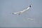Flying white seagull sea bird all over sea