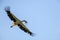 A flying white stork approaching with material to build a nest