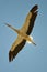 Flying white stork and cloudless bluesky fliegender WeiÃŸstorch und wolkenloser Himmel Ciconia ciconia