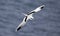 Flying White-tailed tropicbird Phaethon lepturus