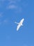 Flying White Whooper Swan spread wings in clear blue sky