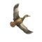 Flying wild duck