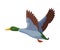Flying Wild Mallard Duck Flat Style Vector Illustration