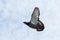 Flying wing of homing pigeon against white sky