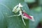 flying winged insect animal leaf-eating plant and grass