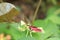 flying winged insect animal leaf-eating plant and grass