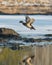 Flying Wood Duck Drake