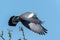 Flying wood pigeon with disheveled feathers and blue sky