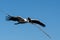 Flying Wood Stork - Mycteria americana - carrying branch for nesting material.